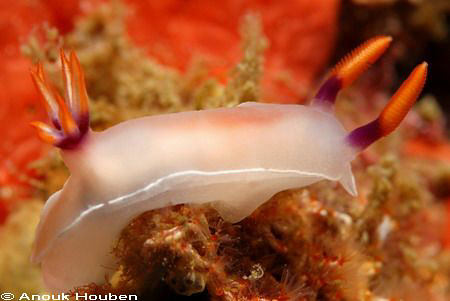 Hypselodoris bullockii. Picture taken on the second reef ... by Anouk Houben 