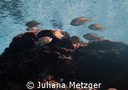 Fish by Juliana Metzger 