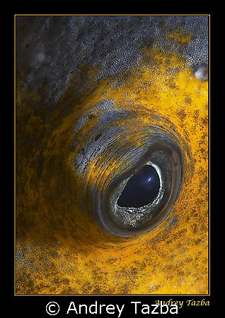 Eye of the sea. by Andrey Tazba 