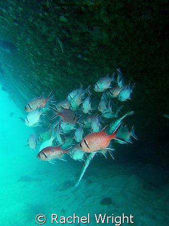 Trumpetfish pretending to be a snapper by Rachel Wright 