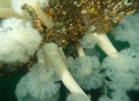 Diver and Giant Plumose Anemone, Puget Sound. by David Heidemann 