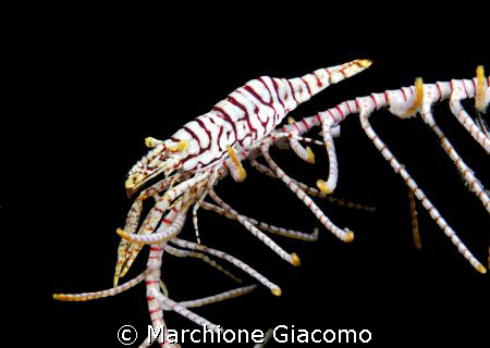 Crinoid shrimp:Nikon D200, 60 macro , two strobo
Moal Bo... by Marchione Giacomo 