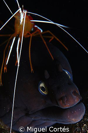 Moray with hat. by Miguel Cortés 