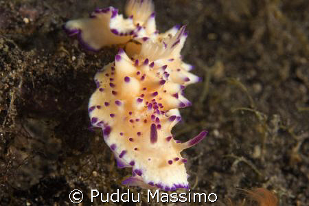 lembeh strait,nikon d70s 60mm macro by Puddu Massimo 