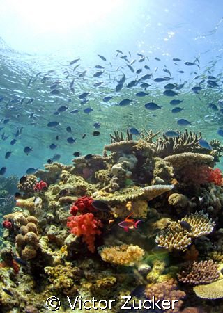 Aquarium by Victor Zucker 