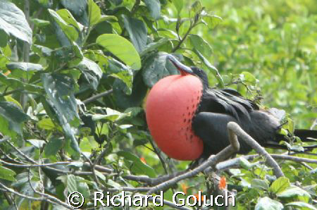Frigate bird .  Half Moon Caye   Belize by Richard Goluch 