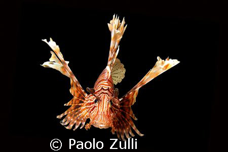 il rè del mare by Paolo Zulli 