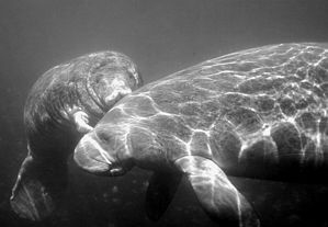 Taken at Crystal River,FL with a Canon Rebel 300 and Ikel... by Blair Hughes 