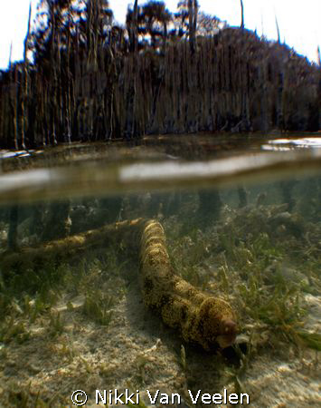 Snowflake moray hiding in the mangroves, taken in Nabq Pa... by Nikki Van Veelen 