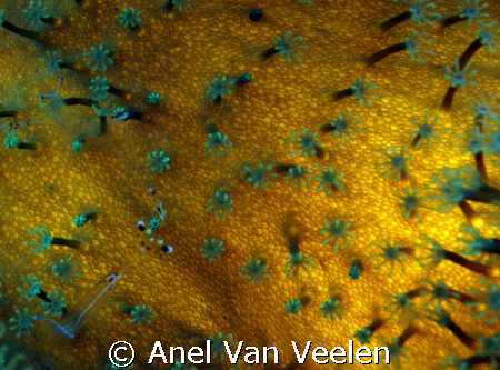 "Gold coral" taken in Nabq park with Olympus SP350. by Anel Van Veelen 
