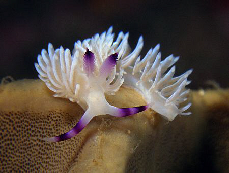 Pteraeolidia ianthina, juvenile phase by Doug Anderson 