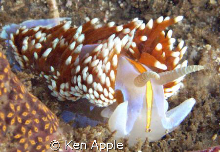 Hermissenda crassicornis,Santa barbara isl., channel isla... by Ken Apple 
