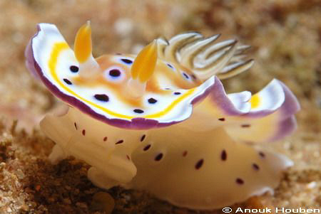 Mantle flapping. Chromodoris geminus. Picture taken on th... by Anouk Houben 