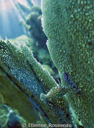 fish sea fan by Etienne Rousseau 