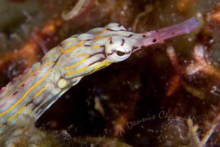 This is a full frame shot from Puerto Galera, Philippines by Dennis Champ 