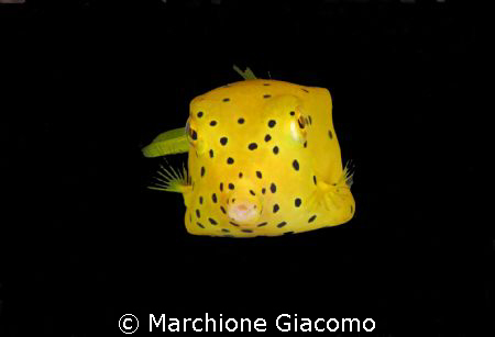 Box:Moal Boal -Cebu 2008.
Nikon D200, 60 macro, two strobo by Marchione Giacomo 