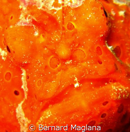 FACIAL CRITTERS/DuCoMi Pier,Dauin,Negros Oriental by Bernard Maglana 