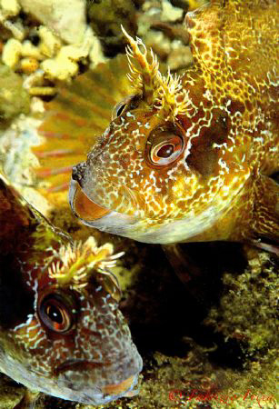 Two nice Blennys by Fabrizio Frixa 