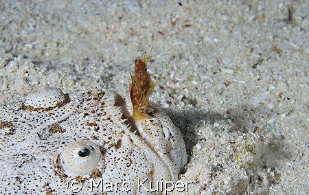 stargazer trying to catch prey with his tongue. by Marc Kuiper 