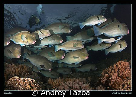 Bumpheads of Sipadan. by Andrey Tazba 