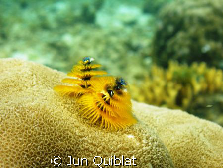 Christmas Tree Coral by Jun Quiblat 
