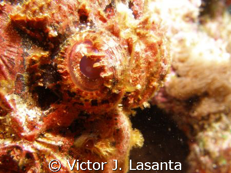 nice eyes of the scorpion fish at the chimney dive site i... by Victor J. Lasanta 