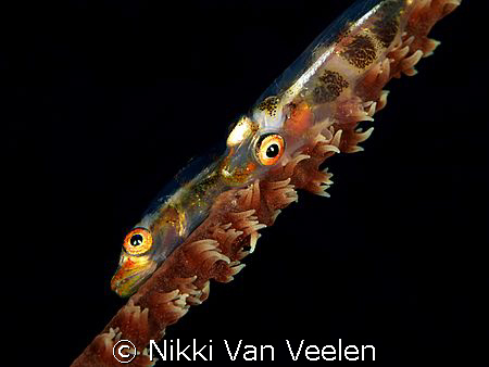 Gorgonian gobies taken at Nabq Park with Olympus E300 and... by Nikki Van Veelen 