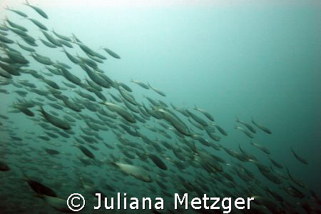 Fish by Juliana Metzger 