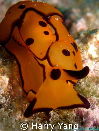 Nudibranchia .208/01/19.  Xiao Liu Qiu,TAIWAN. by Harry Yang 