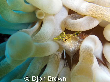 Hiding Away by Djon Brown 