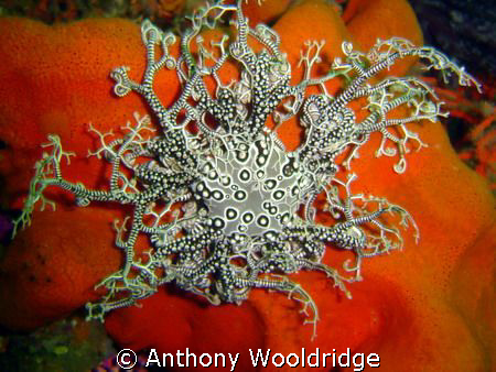 Basket Star taken at Scotsman Reef Port Elizabeth, IS0 10... by Anthony Wooldridge 