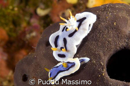 nikon d70s 60mm macro by Puddu Massimo 