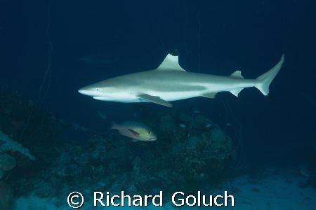 Black tip in waters of Chuuk-Truk Lagoon by Richard Goluch 
