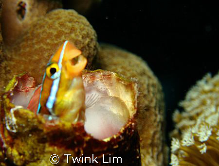 Not your usual smiling blenny.I am not sure why the blenn... by Twink Lim 