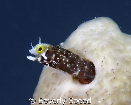 Secretary Blenny  by Beverly Speed 