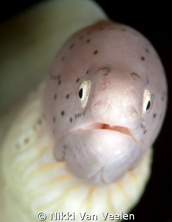 Peppered moray eel taken at Nabq park with E300 and 105mm... by Nikki Van Veelen 