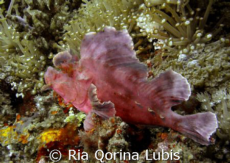 Rhinopias, taken at Lembeh, Indonesia by Ria Qorina Lubis 