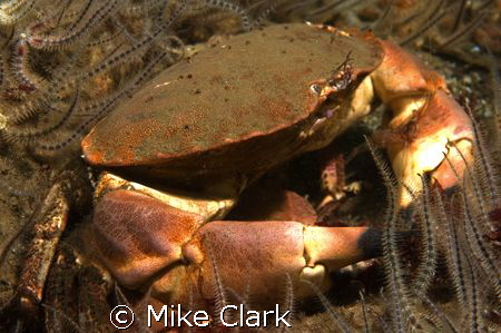 Edible Crab and brittle stars by Mike Clark 