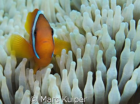 anemonefish sp. in anemone. by Marc Kuiper 