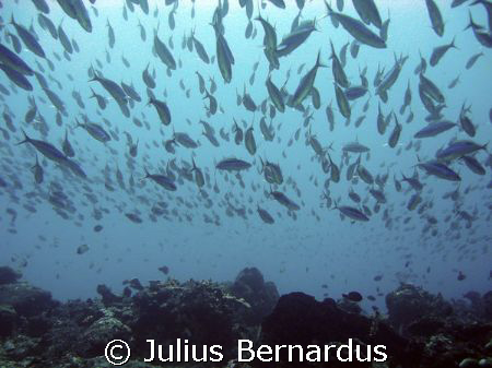 Ron's Point at Bunaken - North Sulawesi - Indonesia by Julius Bernardus 