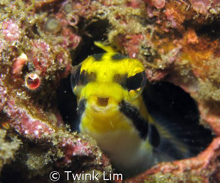 Talking blenny by Twink Lim 