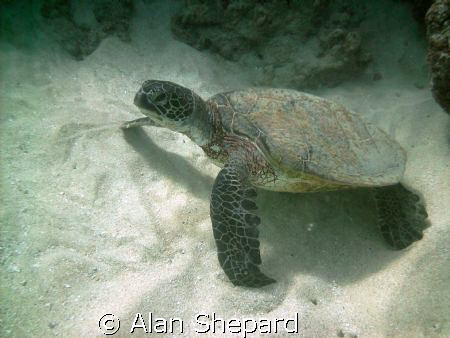 Behold!  The Walking Honu!   by Alan Shepard 