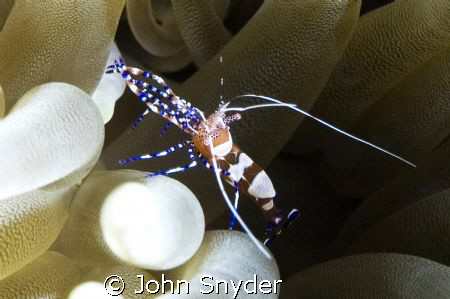 Nikon D70 60mm Macro by John Snyder 