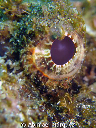 The Eyes of the Scorpionfish by Abimael Márquez 