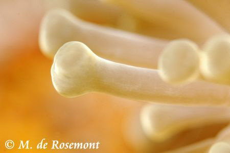Sea Anemone. D50/105mm (Borabora) by Moeava De Rosemont 