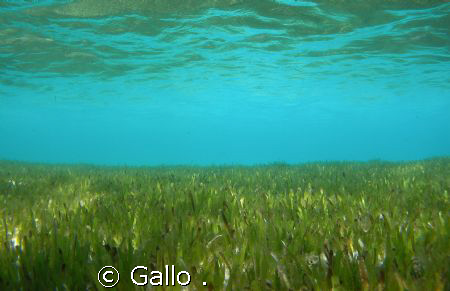 GRASSLAND by Gallo . 