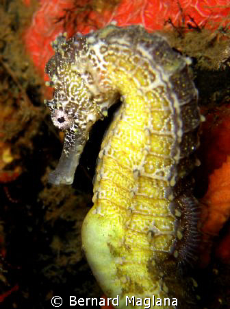 SEAHORSE/Dauin,Negros Oriental by Bernard Maglana 