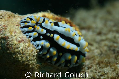 Nudi in waters of Kauai by Richard Goluch 