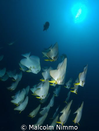 Batfish ... by Malcolm Nimmo 