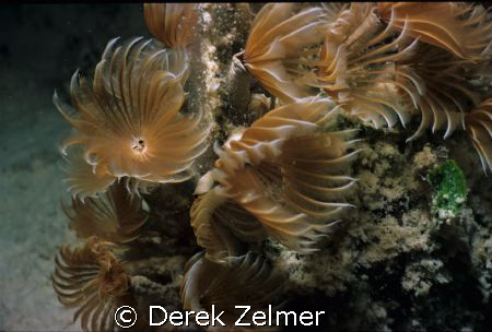Social feather dusters, Graham's Harbour, San Salvador Is... by Derek Zelmer 